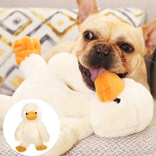 Curated favorites for every companion